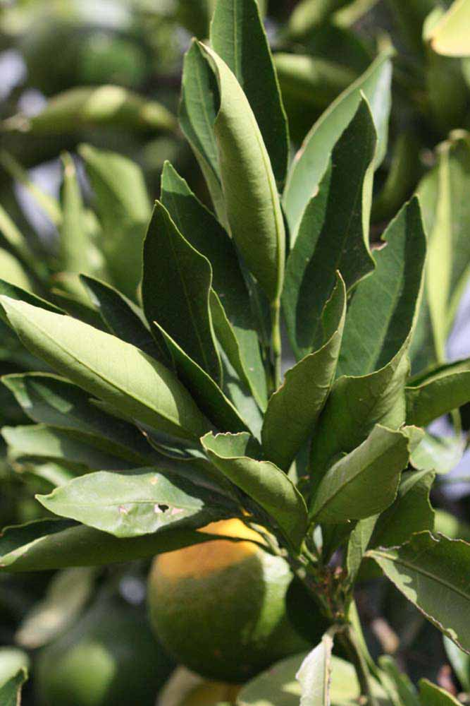              Sun leaves (Riverside, CA)       